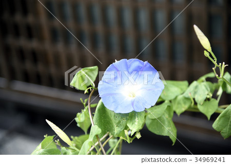 Asagao of the eaves 34969241