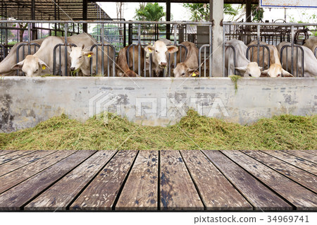 Wooden Table with Beef Cattle Cow Livestock  34969741