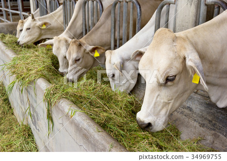 Beef Cattle Cow livestock in farm 34969755