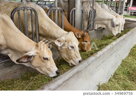 Beef Cattle Cow livestock in farm 34969756