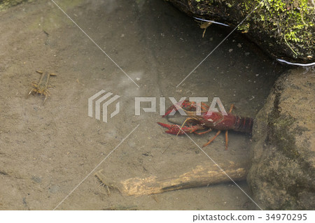 American crayfish 34970295