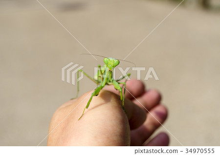 從雜草的前面到手的頂部 34970555