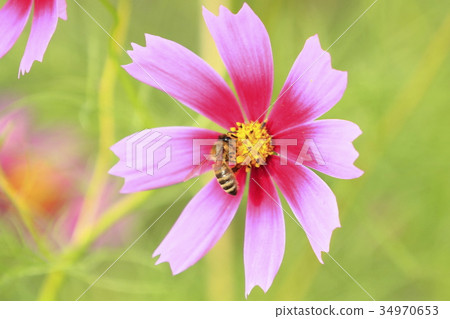 Bees and fall cherries Bees and fall cherries 34970653