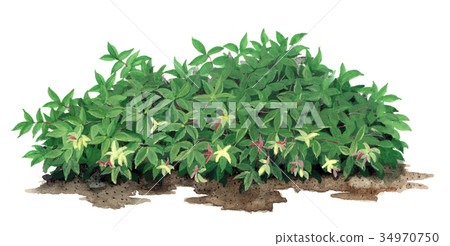 iwaantanten的精確植物圖畫 34970750