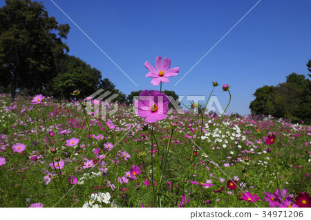 Cosmos cosmos blooming in autumn Cosmos cosmos blooming in autumn 34971206