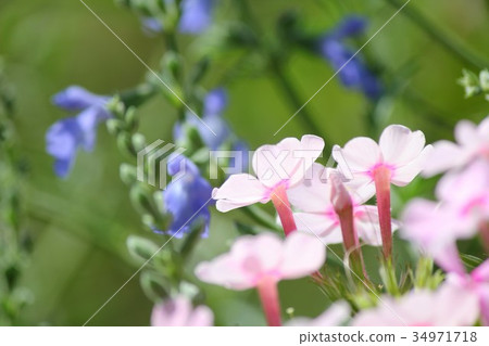 開花的草藥 開花的草藥 34971718