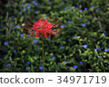 Cluster Flower 34971719
