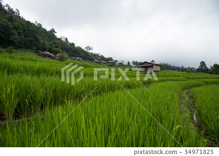 Beautiful green rice steps fields and bamboo hut 34971825