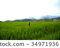 A woman, tourism enjoy on beautiful rice field 34971936