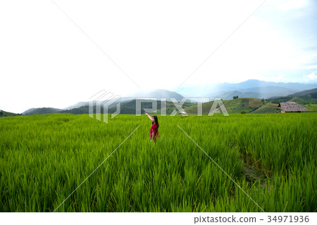 A woman, tourism enjoy on beautiful rice field 34971936