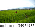 A woman, tourism enjoy on beautiful rice field 34971937