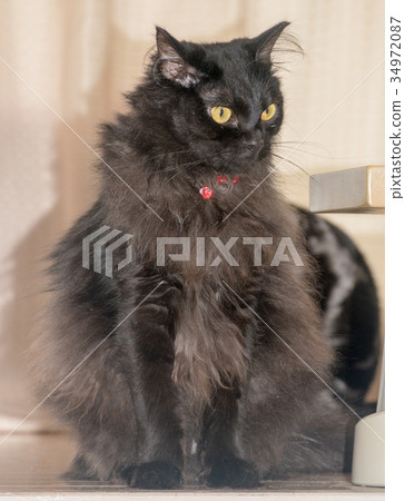 總和黑貓 34972087