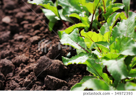 Young green beetroot plans on a path in the Young green beetroot plans on a path in the 34972393