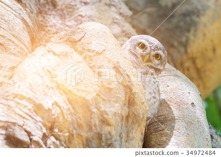 Little owl in tree hole Little owl in tree hole 34972484