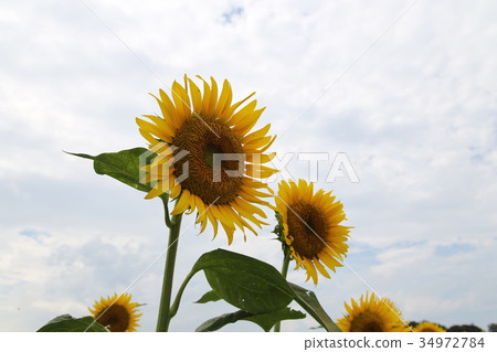 向日葵花(1) 向日葵花(1) 34972784