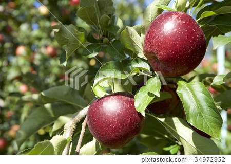 Apple Akii在果園裡 Apple Akii在果園裡 34972952