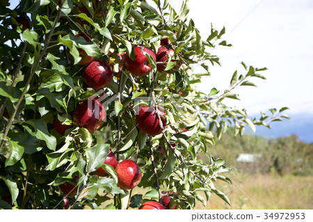 Apple Akii在果園裡 Apple Akii在果園裡 34972953