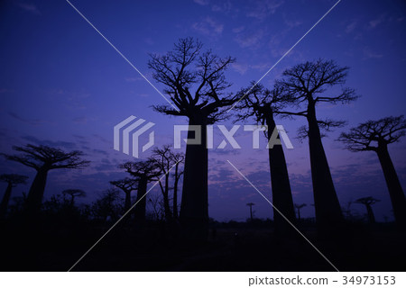 Madagascar Baobab Road _ 14 Madagascar Baobab Road _ 14 34973153