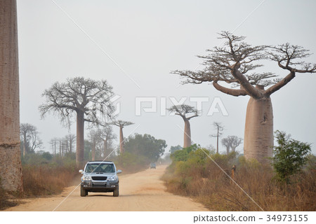 Madagascar Baobab Highway _ 16 34973155
