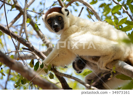 Madagascar Baobab Highway _ 10 34973161