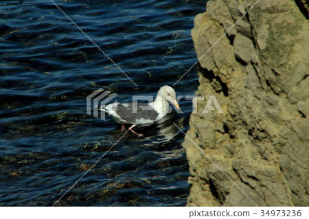 夏天在北海道的shakedown半島 34973236