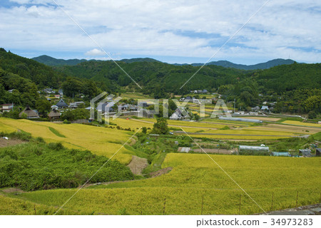 Hase山谷的水稻梯田 Hase山谷的水稻梯田 34973283