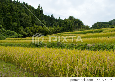 Rice terrace of Hase valley Rice terrace of Hase valley 34973286