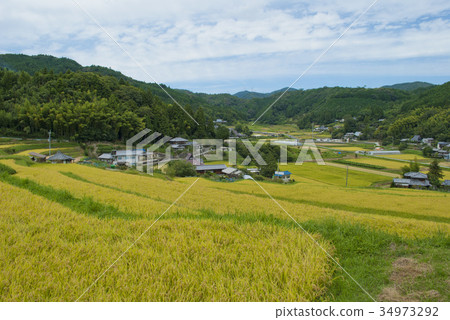 Hase山谷的水稻梯田 Hase山谷的水稻梯田 34973292