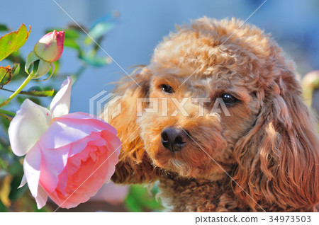 玩具貴賓犬 34973503
