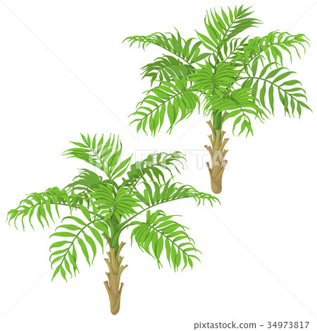 Young Palm Trees on White Background 34973817