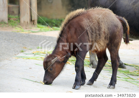 非洲水牛 非洲水牛 34973820