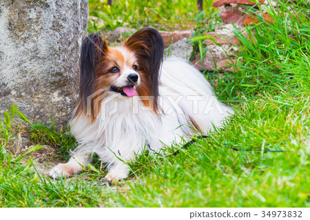 Papillon dog lying in the green grass 34973832