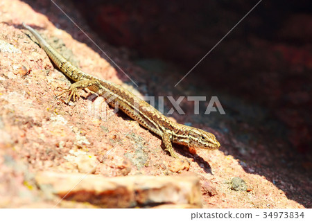 Brown lizard on the stone 34973834