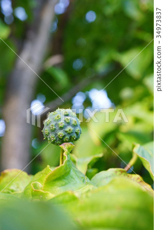 Blue-green fruit of pokeweed 34973837