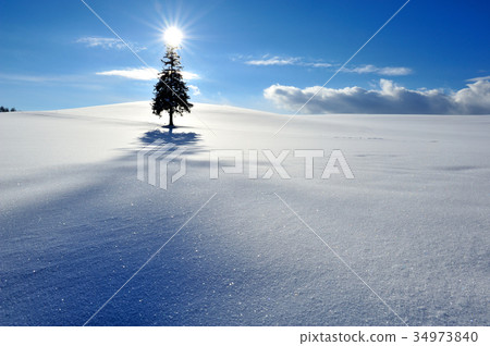 Biei-cho Christmas tree 34973840