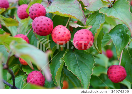 The cute little female red fruit 34974209