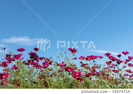 Copy space of cosmos and autumn sky in full bloom 34974724