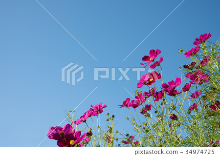 Copy space of cosmos and autumn sky in full bloom 34974725
