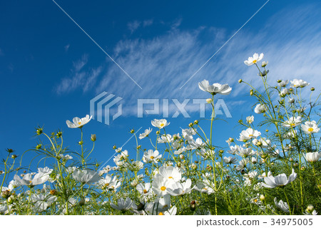 White cosmos and copy space for the autumn sky White cosmos and copy space for the autumn sky 34975005