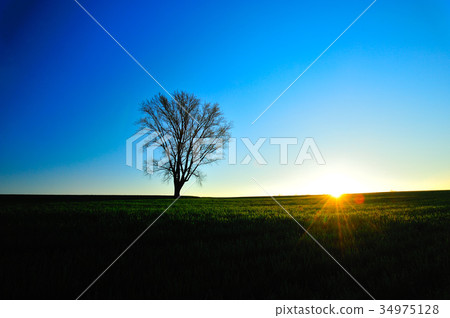 Biei Town philosophy tree Biei Town philosophy tree 34975128