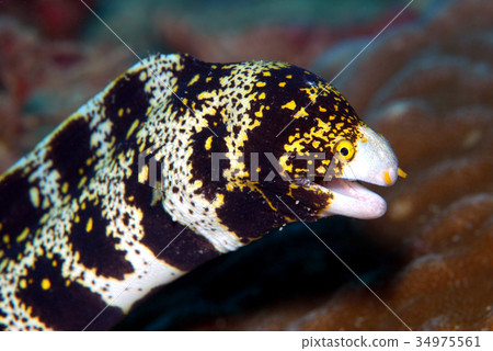 Spider Moray Eel Moray Eel 34975561