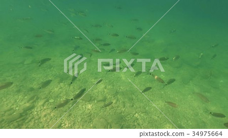 Small fish floating under water. Bottom of the 34975664