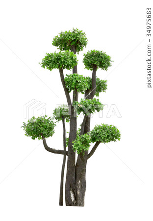 Bonsai Tree Isolated on white background 34975683