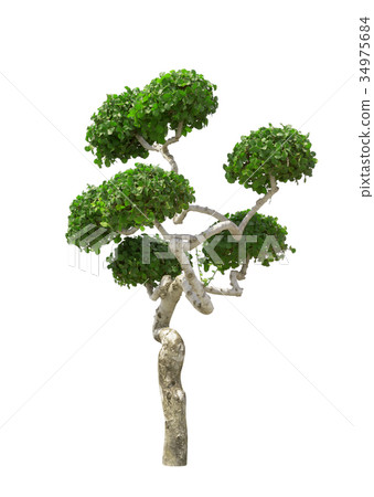 Bonsai Tree Isolated on white background Bonsai Tree Isolated on white background 34975684
