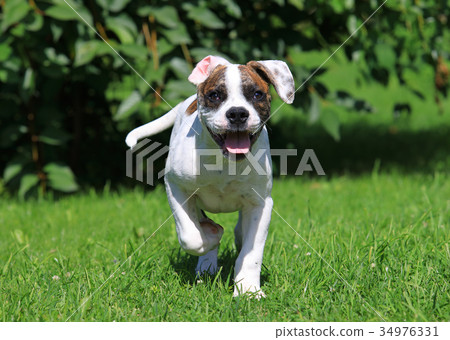 American bulldog puppy running outdoors 34976331