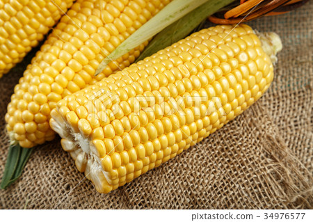 corn cobs on burlap corn cobs on burlap 34976577