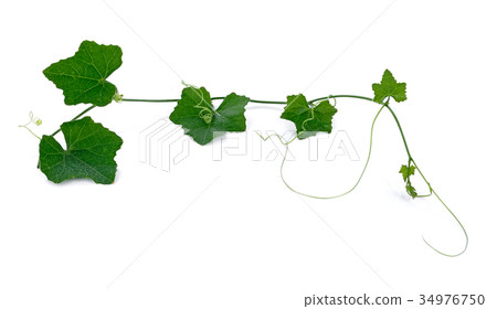 Gourd leaves or ivy gourd is an Asian vegetable 34976750