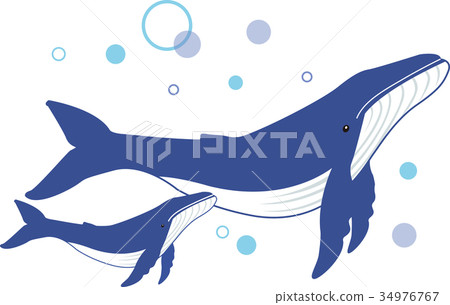 Whale parent and child 1 34976767