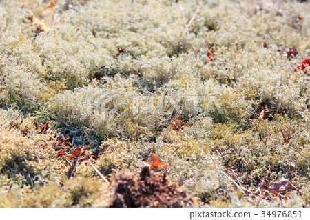 Moss texture background Moss texture background 34976851