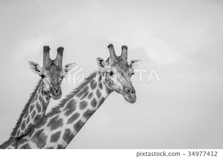 Close up of two Giraffes in Chobe. Close up of two Giraffes in Chobe. 34977412